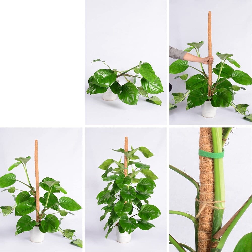 Tutores Para Plantas Dobráveis Tutores Para Plantas Dobráveis Design & Casa