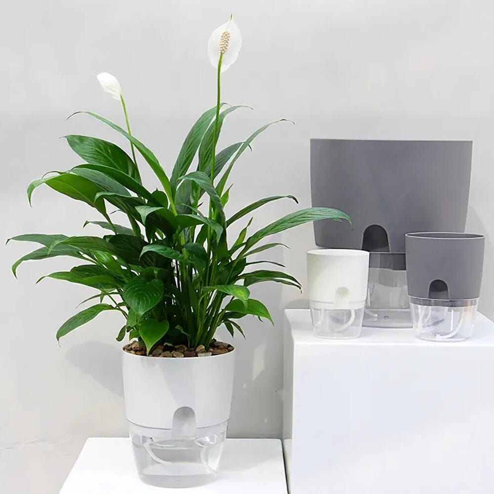 Vaso De Plantas Regador com Porta de Injeção de Agua Vaso De Plantas Regador com Porta de Injeção de Agua Design & Casa 